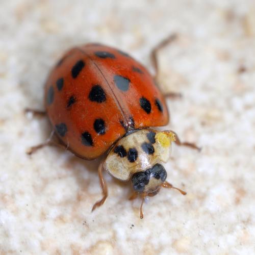 Réf. 277 470 : Harmonia axyridis